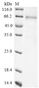 Desmoglein-3 (Dsg3), partial, mouse, recombinant