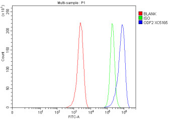 Anti-ODF2 / Outer dense fiber protein 2