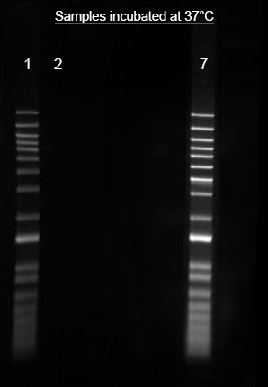 Helixyte(TM) iFluor(R) 488 Nucleic Acid Labeling Dye