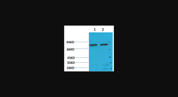 Anti-GRP78/Bip, monoclonal