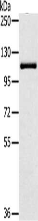 Anti-PTPN12