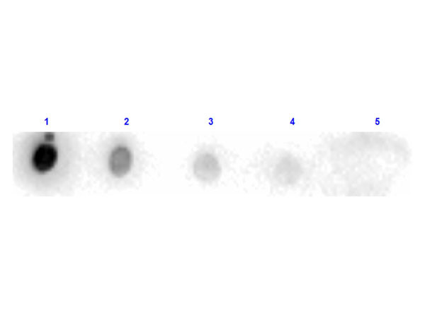 Anti-TRYPSIN, Peroxidase Conjugated