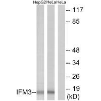 Anti-IFITM3
