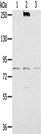 Anti-NOX5