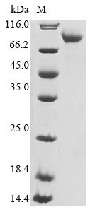 Neuron navigator 1 (NAV1), partial, human, recombinant