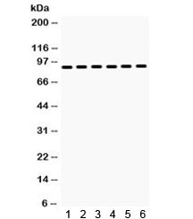 Anti-HSP90 alpha / HSP90AA1