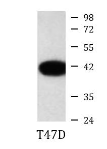 Anti-ERCC1, clone 7F6-2A10-E8