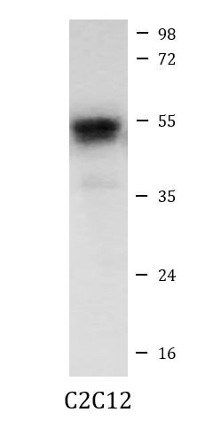 Anti-CD147