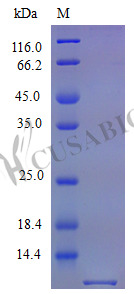 Fractalkine protein (Cx3cl1), partial (Active), mouse, recombinant