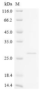 Kappa-casein, partial, recombinant Bos indicus x Bos taurus