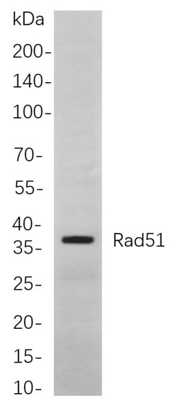 Anti-Recombinant Rad51, clone 7A3