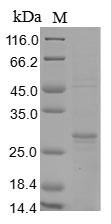 Outer membrane virulence protein YopE (yopE), Yersinia enterocolitica, recombinant