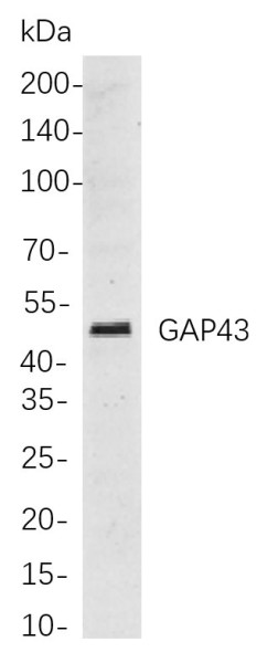 Anti-Recombinant GAP43, clone 9B2