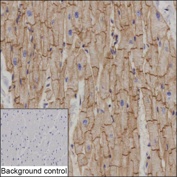 Anti-VCL (recombinant antibody)