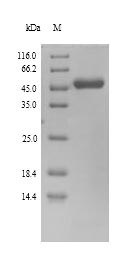 DNA polymerase processivity factor (U27), human herpesvirus 6A, recombinant
