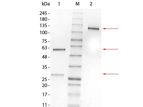 Mouse IgG1 Lambda myeloma protein