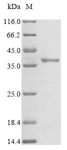 Microbial collagenase (colA), partial, Clostridium perfringens, recombinant