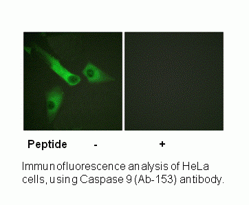 Anti-Caspase 9 (Ab-153)