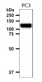 Anti-EphA2, clone 66G9