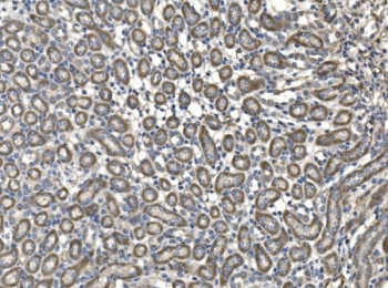 Anti-Milk fat globule 1 / Mfg-e8 / Lactadherin