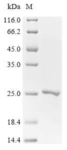 Focadhesin (FOCAD), partial, recombinant human