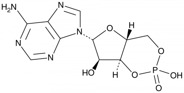 Cyclic AMP