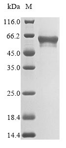 Matrilin-3 (MATN3), human, recombinant