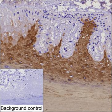 Anti-Cytokeratin-9