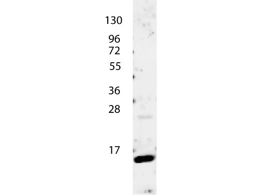 Anti-Interleukin-4 (IL-4)