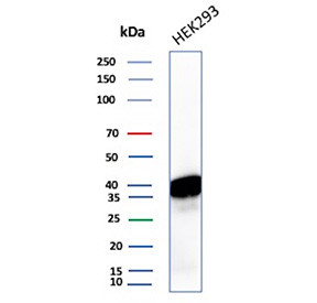Anti-HLA-E / Nonclassical MHC class I molecule HLA-E, clone HLAE/13126