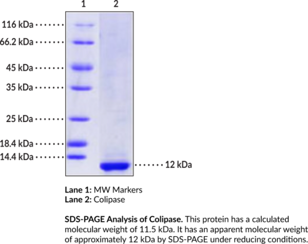 Colipase (human, recombinant)