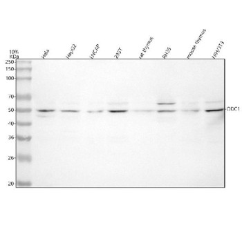 Anti-ODC1 / Ornithine decarboxylase 1