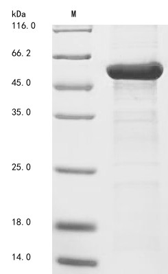 Beta-amylase 3, chloroplastic (BAM3), Arabidopsis thaliana, recombinant
