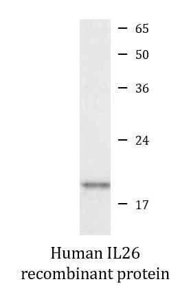 Human IL26 recombinant protein (Active)