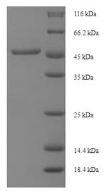 Diacylglycerol acyltransferase/mycolyltransferase Ag85B (fbpB), Mycobacterium tuberculosis, recombin