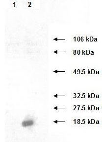 Anti-TIMP-2, clone 3A4