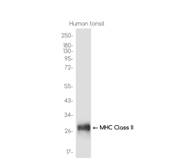 Anti-HLA-DPB1 (recombinant antibody)
