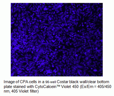 CytoCalcein Violet 450, AM *Excited at 405 nm*