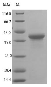 Large proline-rich protein BAG6 (BAG6), partial, human, recombinant