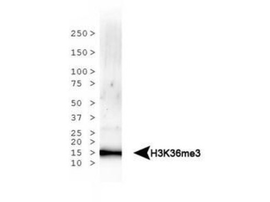 Anti-trimethyl-Histone H3 (Trimethyl Lys36)