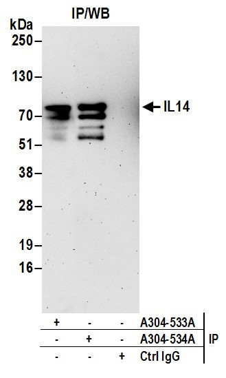 Anti-IL14
