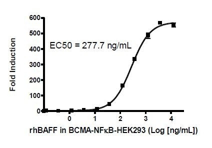 BCMA / NF-kappaB - Reporter HEK293 Recombinant Cell Line