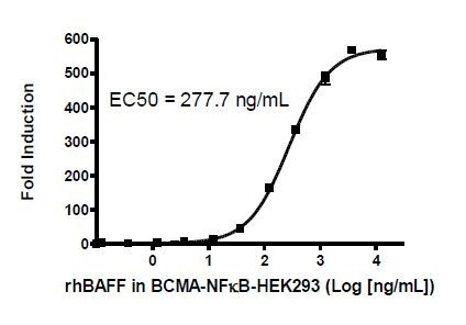 BAFF/APRIL Responsive BCMA-NF-kappaB Luciferase Reporter HEK293 Cell Line