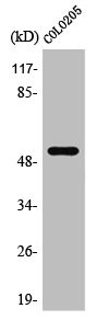Anti-PRPF19