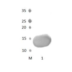 MPDZ_8 PDZ Domain
