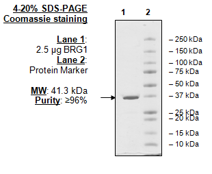 BRG1 (1480-1603), human recombinant protein, GST-tag