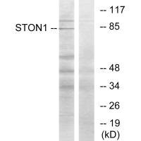 Anti-STON1