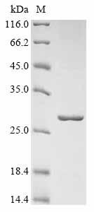 30S ribosomal protein S5 (rpsE), Staphylococcus aureus, recombinant
