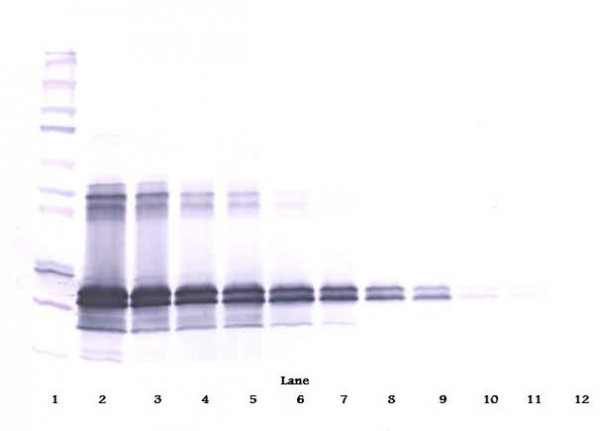 Anti-FGF9 (Biotin)