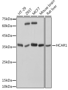 Anti-HCAR1